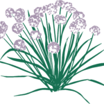 Allium Millenium color
