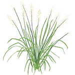 Calamagrostis_brachytricha_color